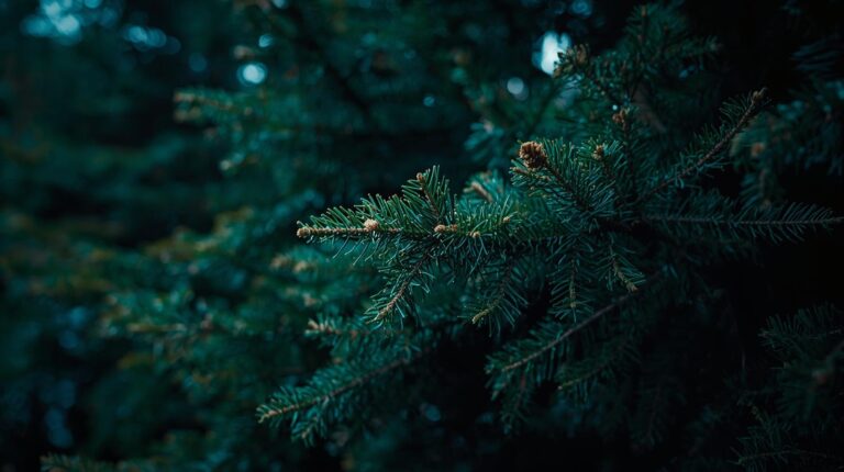 Plantas coníferas: tipos y cuidados