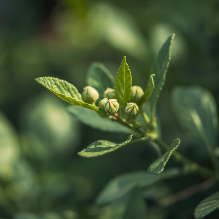 Alcaparras: la planta y cómo cultivarla