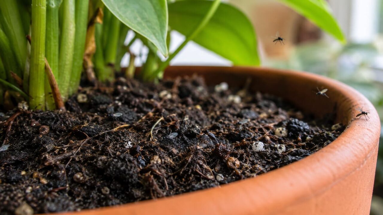 mosquitos en tierra de macetas