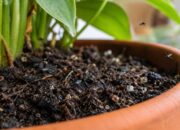 mosquitos en tierra de macetas