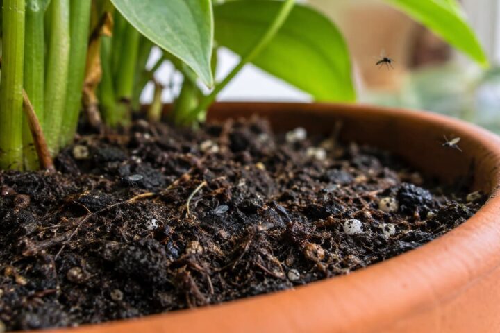 mosquitos en tierra de macetas
