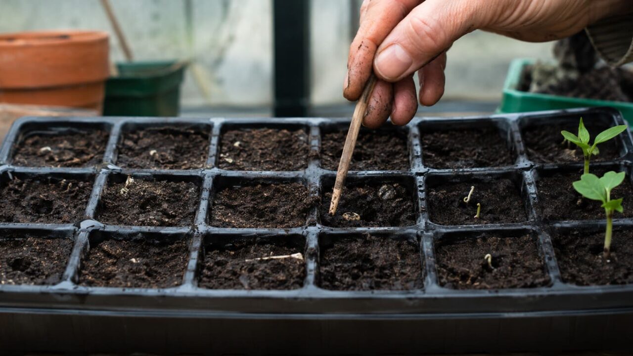 por qué no germinan las semillas