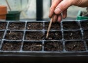 por qué no germinan las semillas