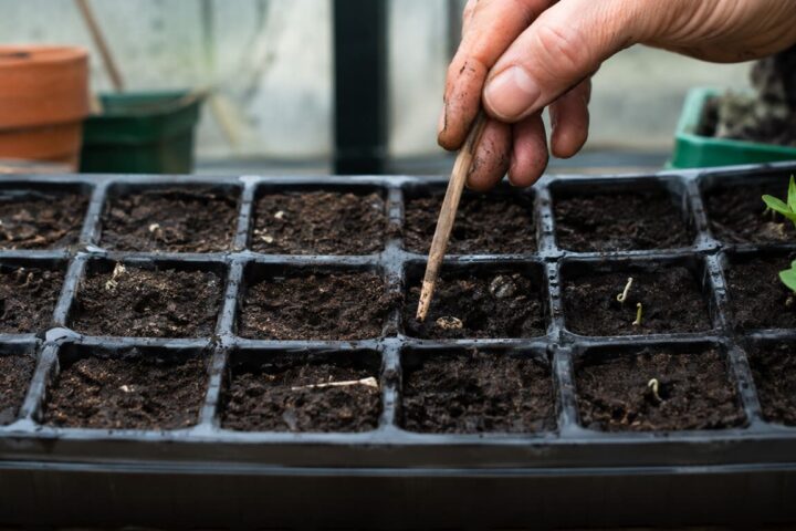 por qué no germinan las semillas