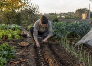 qué plantar en noviembre