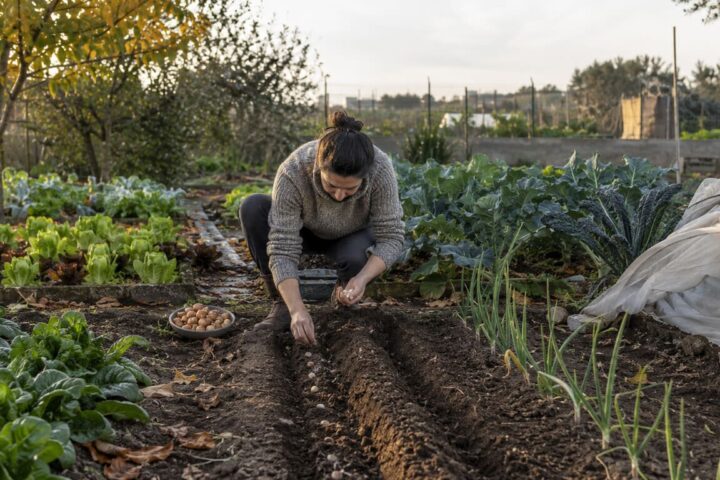 qué plantar en noviembre