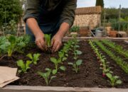 qué plantar en septiembre