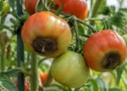 culo negro tomate
