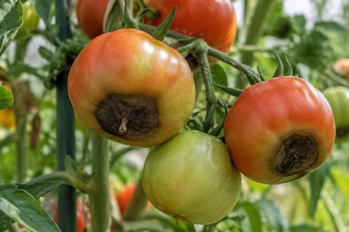 culo negro tomate
