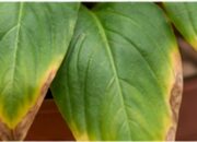 exceso de abono en plantas