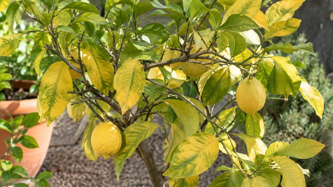 hojas amarillas limonero