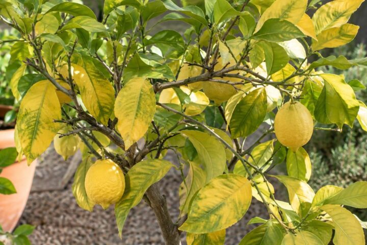 hojas amarillas limonero