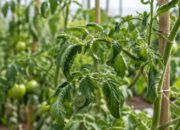 hojas enrolladas tomateras