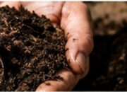 humus de lombriz vs compost