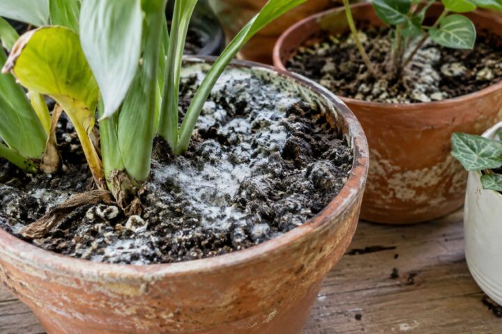 moho blanco en la tierra de las plantas