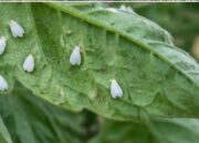 mosca blanca en tomateras