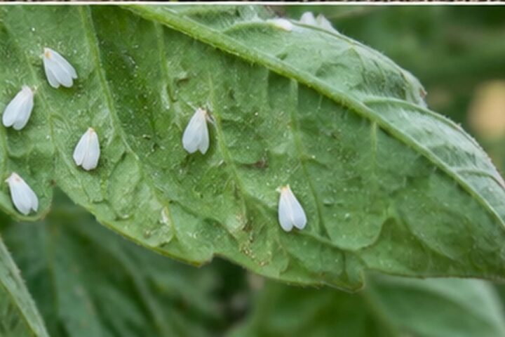 mosca blanca en tomateras
