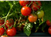 tomates cherry en maceta